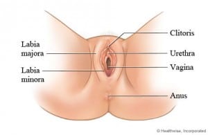 drawing vagina clit